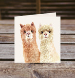 Field and Fur Gifts - Alpaca greetings card box set (10 cards with envelopes) (