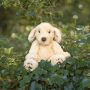Wrendale ''Ralph' Labrador Dog Plush soft toy Medium