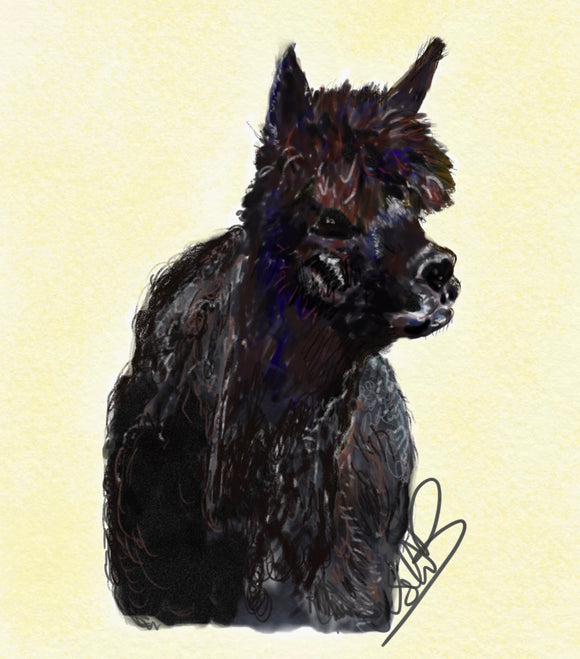 Black Alpaca Print on Canvas by Lisa WB - Gifteasy Online