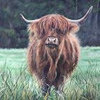 Bree Merryn Isla Highland Cow Canvas 40cm - Gifteasy Online